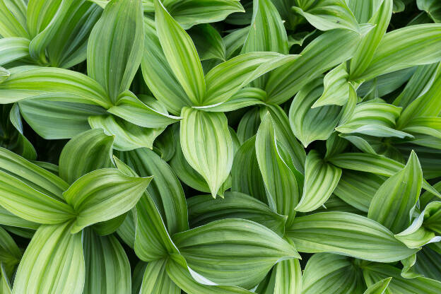 Veratrum viride