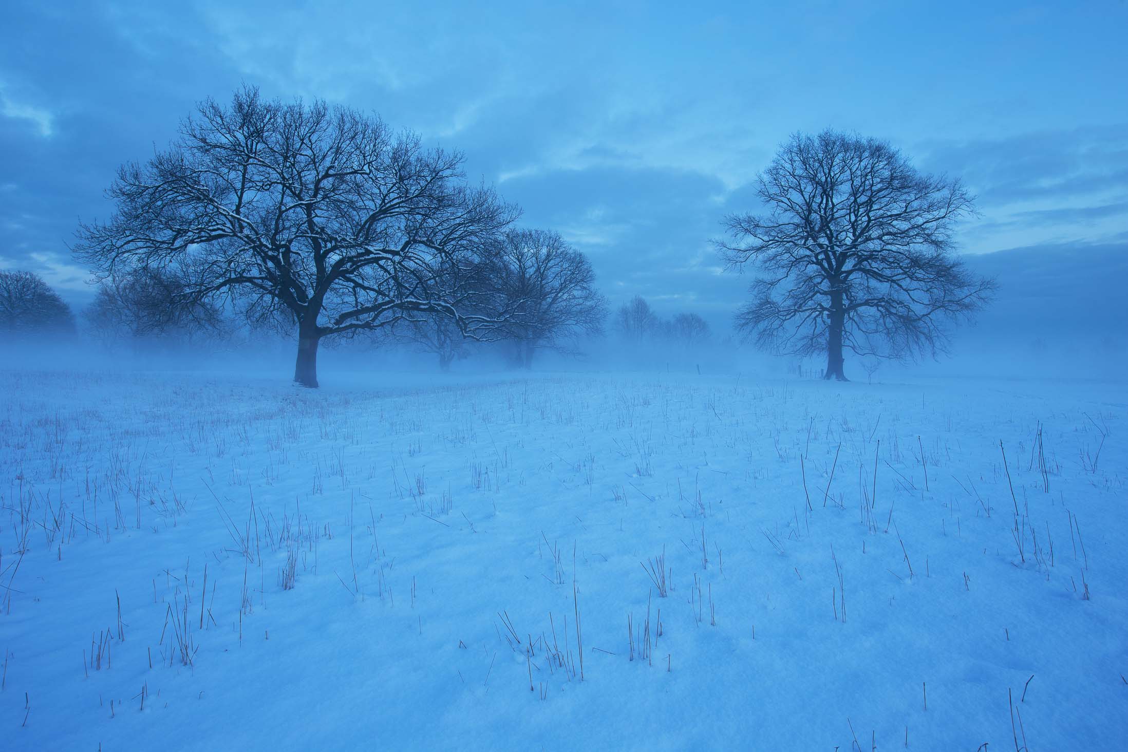Bäume im Winter zur blauen Stunde