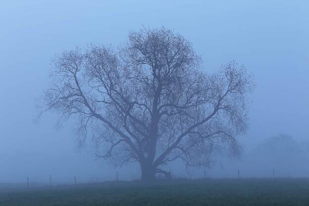 Baum im Morgennebel