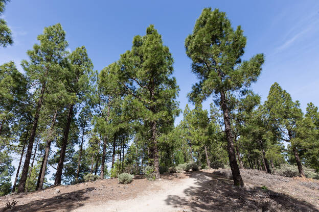 Wanderweg Llanos de La Pez