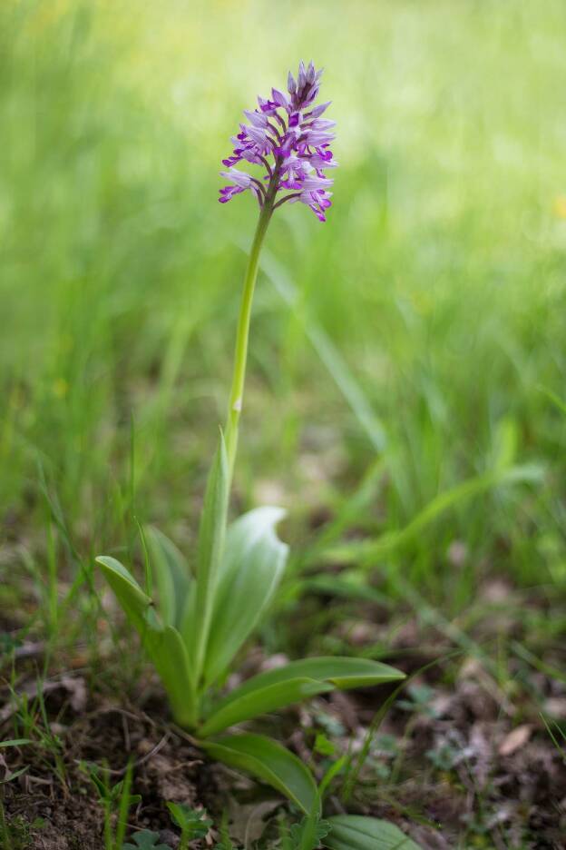 Orchideen im Ahrtal