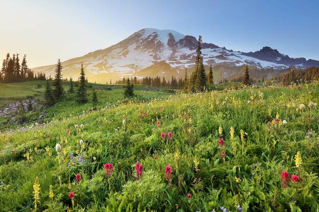 Mt. Rainier - Mazama Ridge