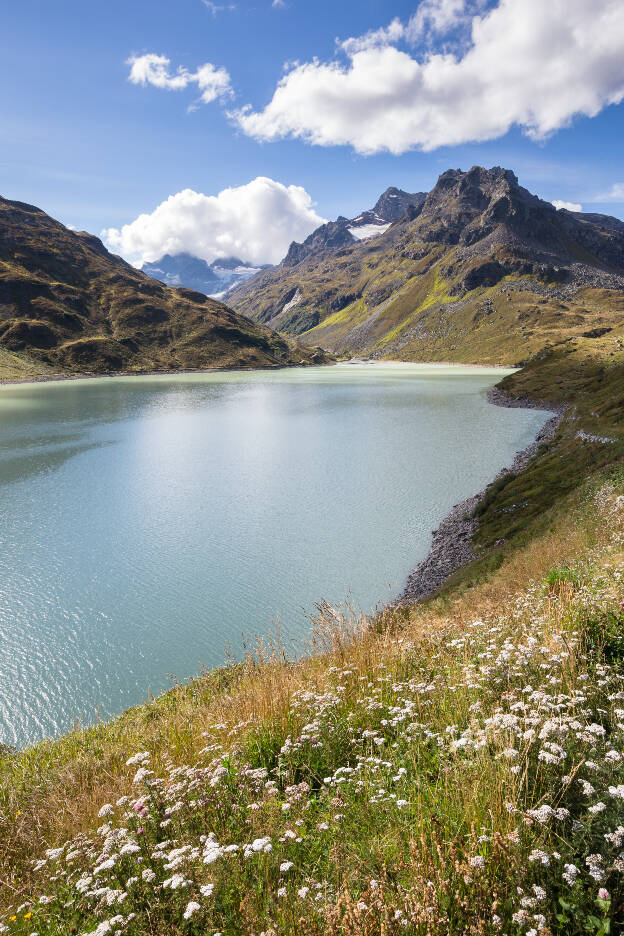 Blumen am Silvretta-Stausee