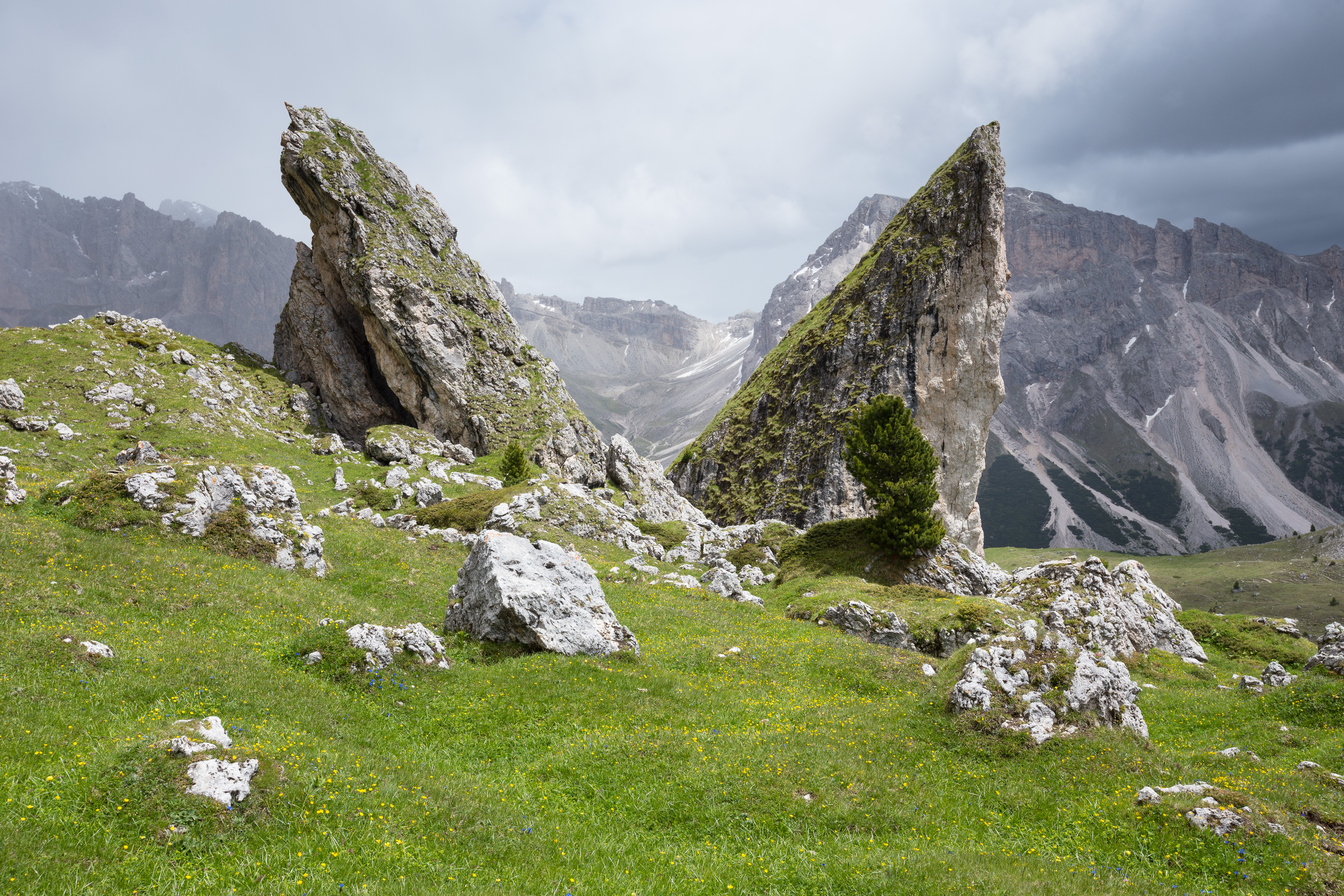 Felsnadel Pieralongia Alm