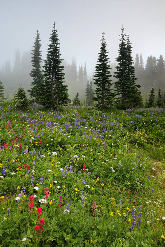 Wildflower meadow