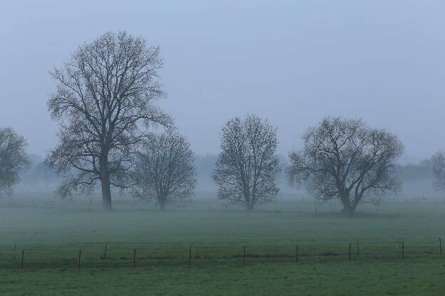 Morgennebel in den Auen