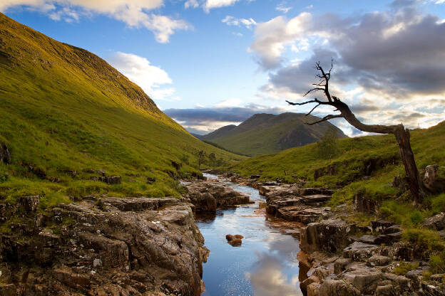 Old Tree on the River Etive