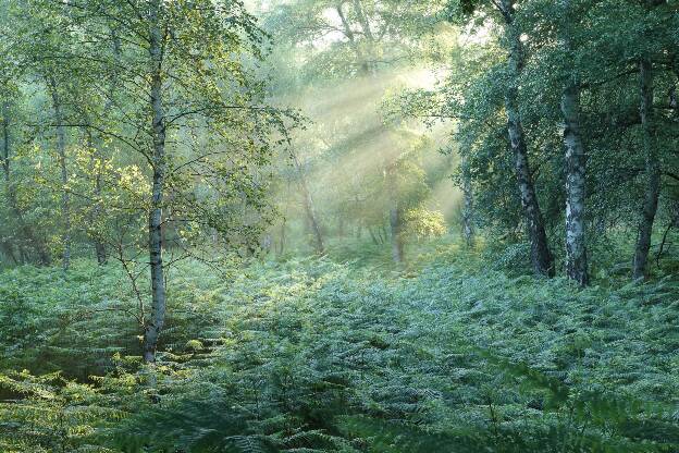 frühsommerliche Lichtstrahlen