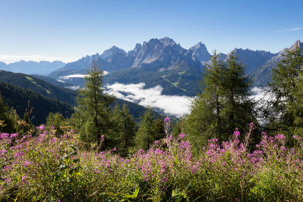 Weidenröschen und Ausblick ins Hochpustertal