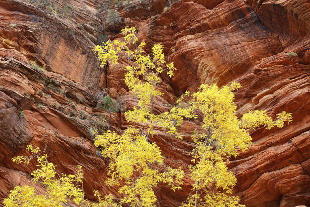 Canyon Fall Colors