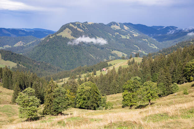 Bäume auf einer Wiese im Lanzenbachtal