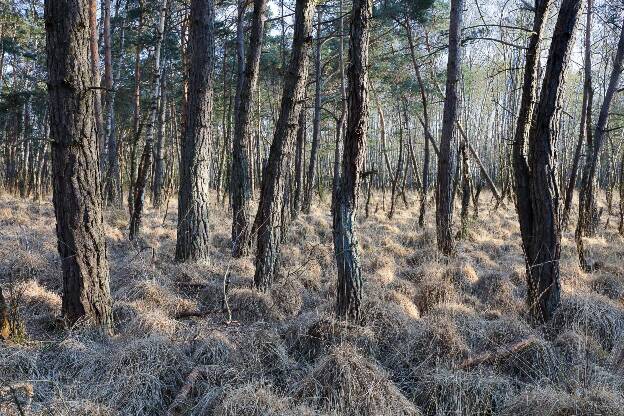 Moor-Kiefernwald