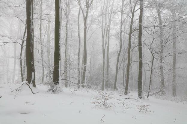 winterlicher Buchenwald