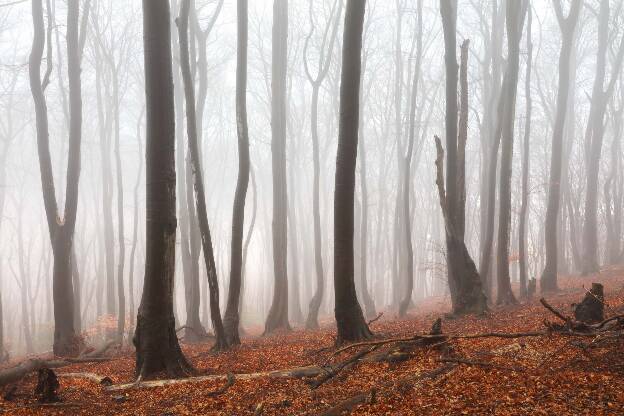 Hochnebel im Buchenwald