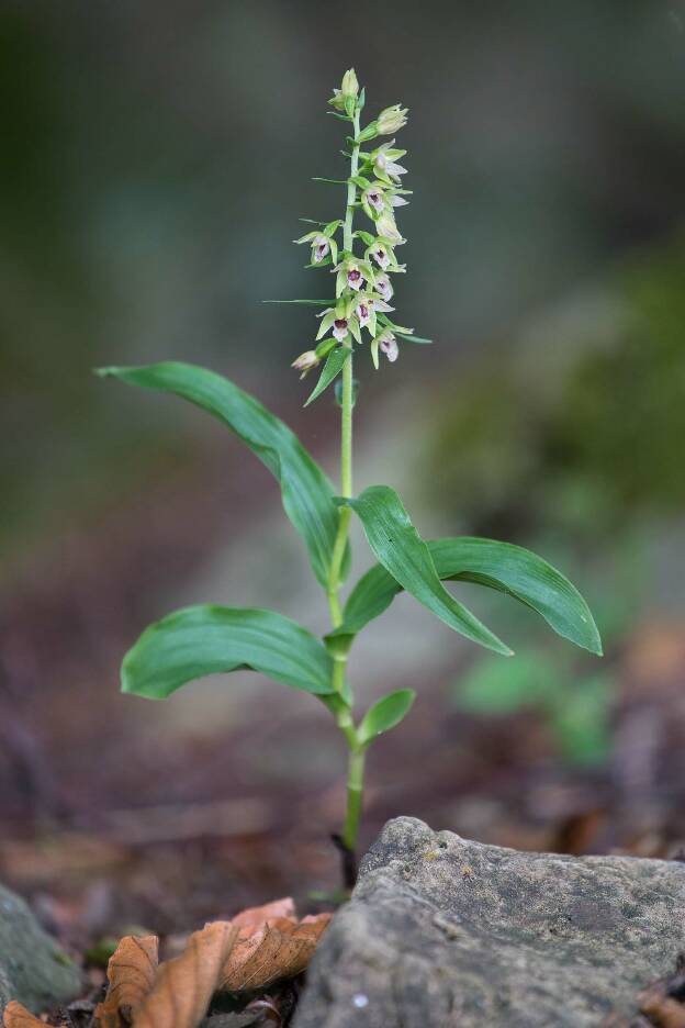 Orchidee im Wald