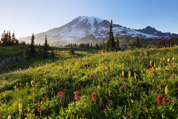 Mt. Rainier wildflowers