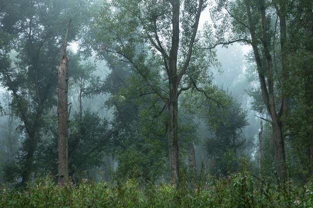 Baumstumpf im Wald