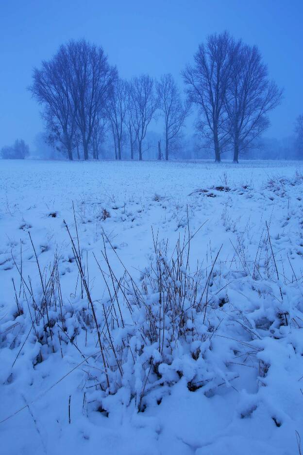 schneebedeckte Weise im Winter