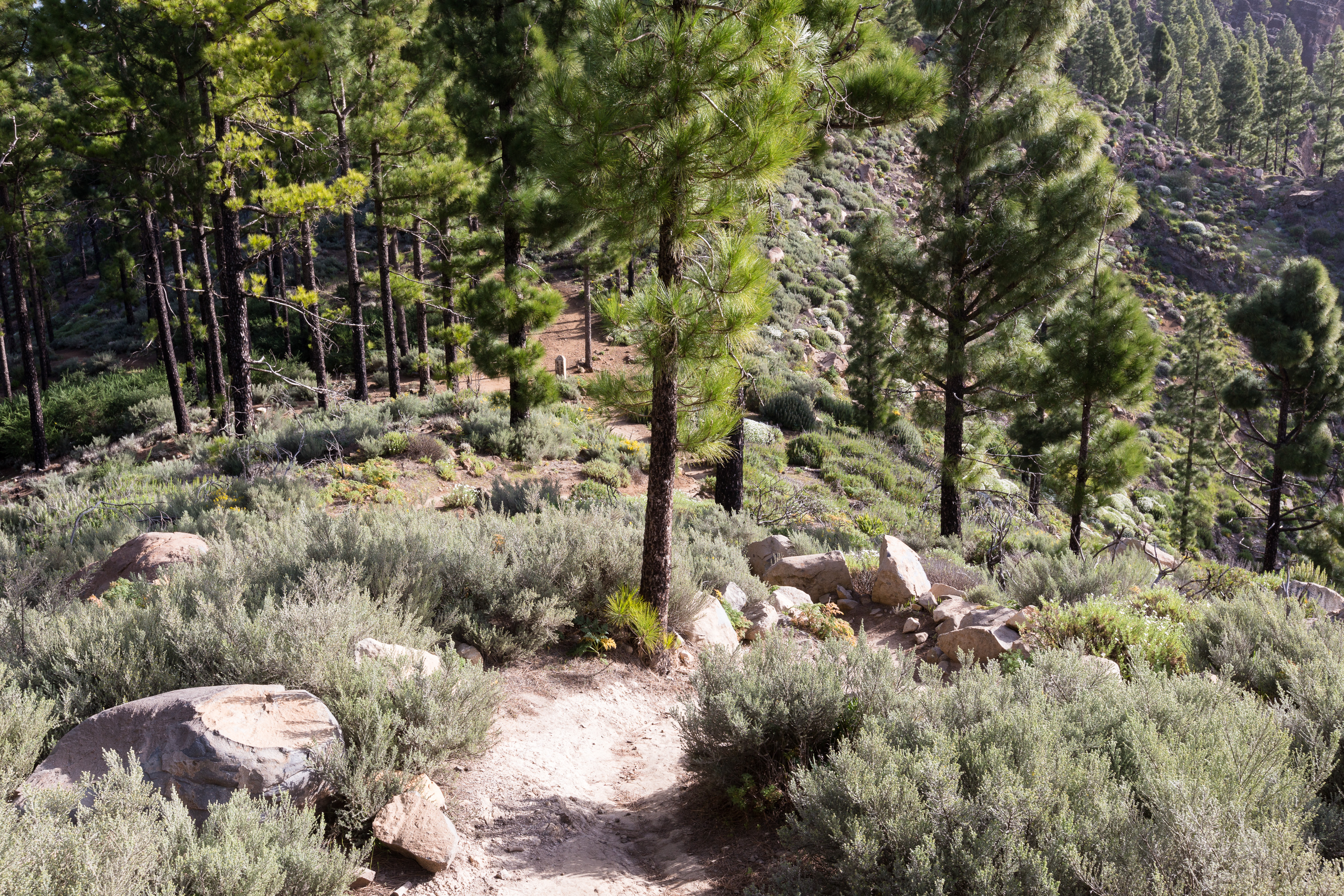Wanderweg in einem Kiefernwald auf Gran Canaria