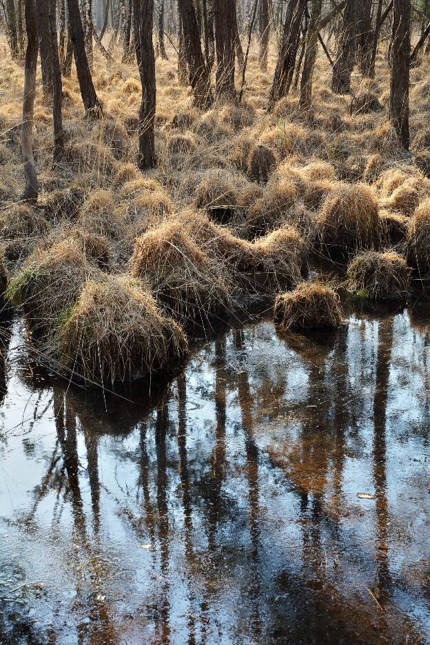 Kiefernwald