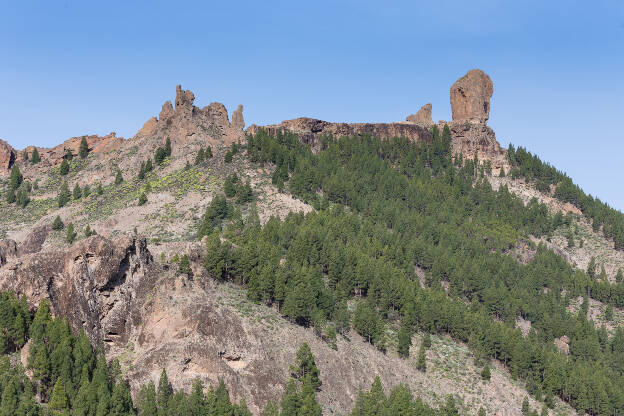 Kiefernwald am  Roque Nublo