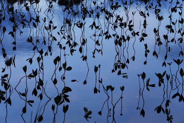 Water Reflection