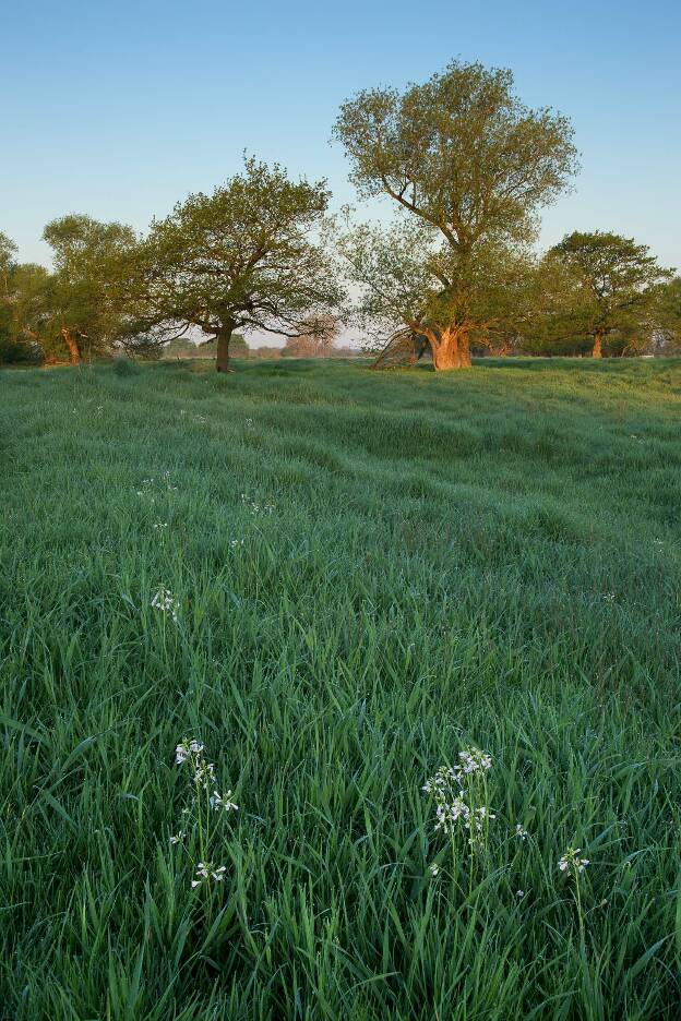 Weiße Blumen auf einer Wiese