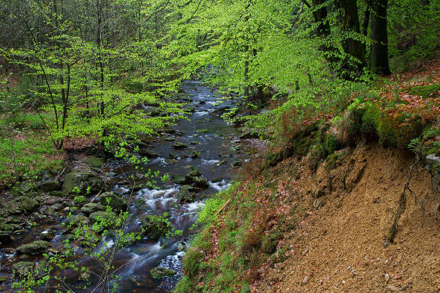 Creek in the forest