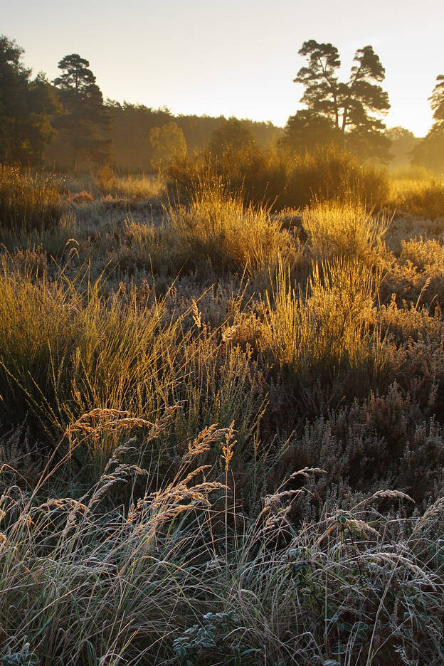 Heathland