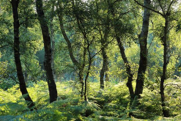 Birkenwald im Sommer