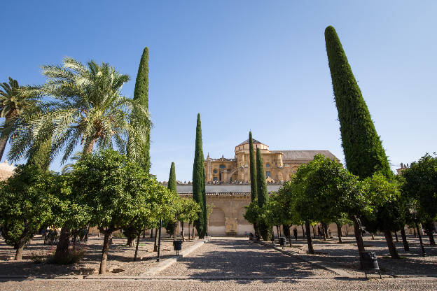 Zypressen im Garten der Mezquita Catedral