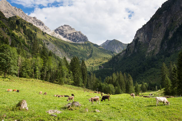 Kühe auf einer Wiese im Oytal