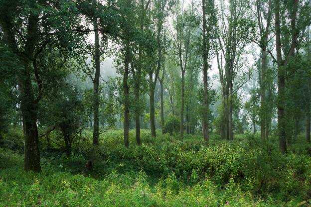 Nebel im Auenwald