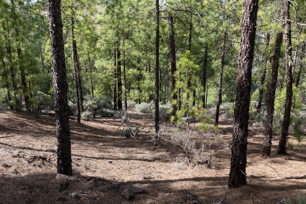 Kiefernwald Llanos de La Pez