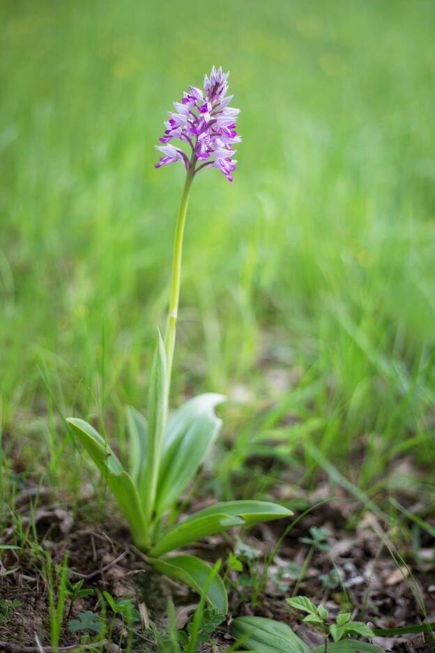 Orchideenwiese im Ahrtal