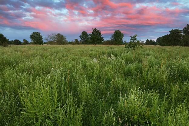 roter Himmel über einer Wiese