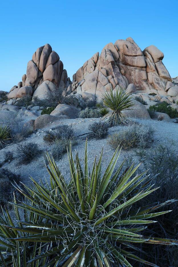 Desert Garden