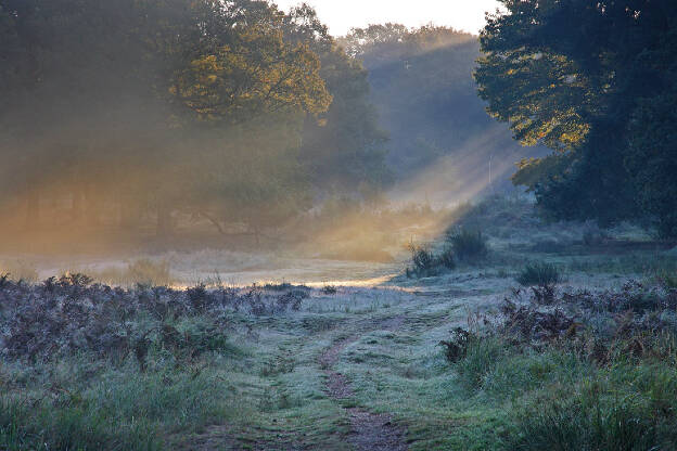 Sunbeams