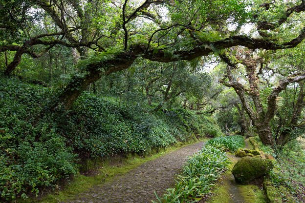 Wanderweg in Sintra