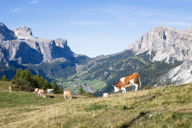 Kühe auf der Pralongià Hochebene