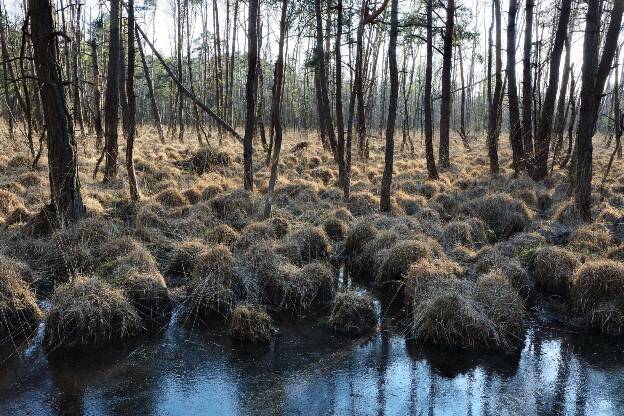 Kiefernwald mit Tümpel im Moor