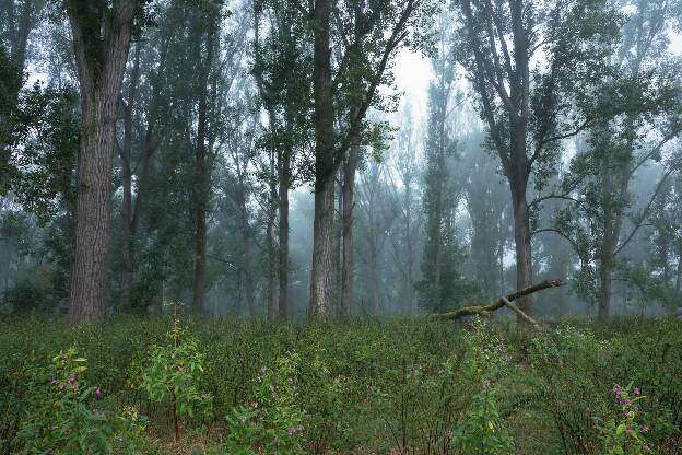 Nebel in den Auenwald