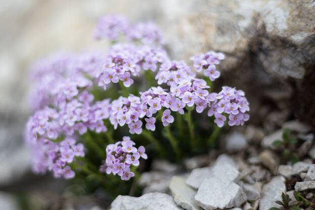 lila Alyssum