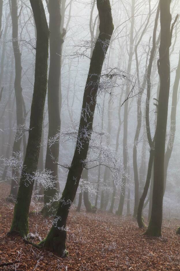 Wald in der Eifel