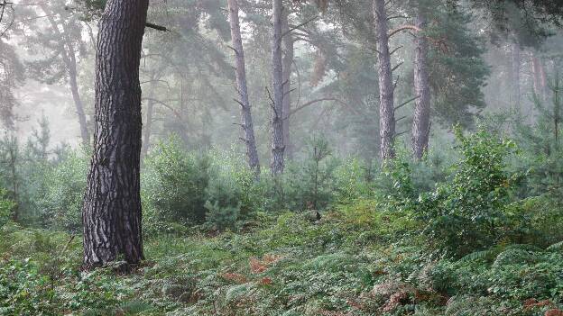 Nebel im Kiefernwald