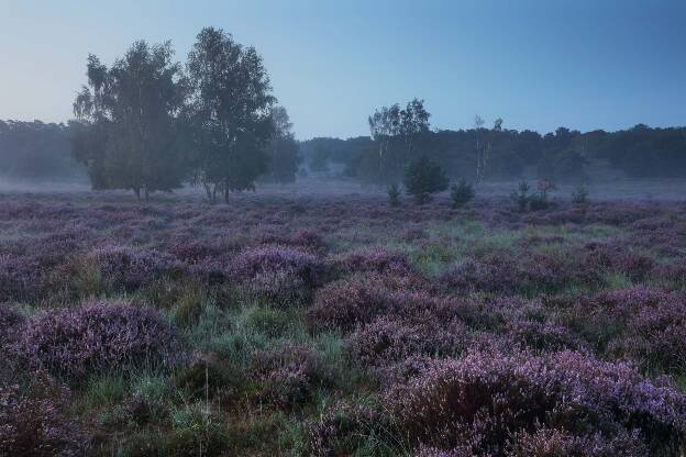 blühende Heide