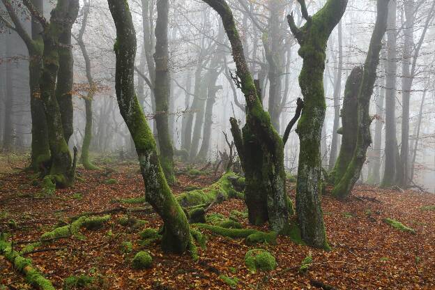 Buchenurwald im Nebel