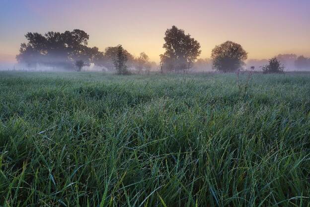 Nebel auf einer Wiese