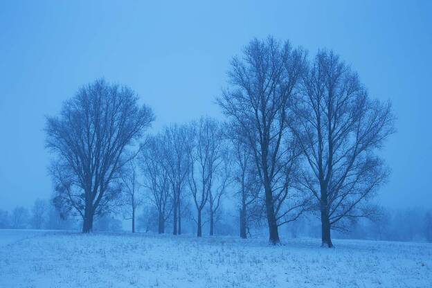 Pappelbäume im Winter