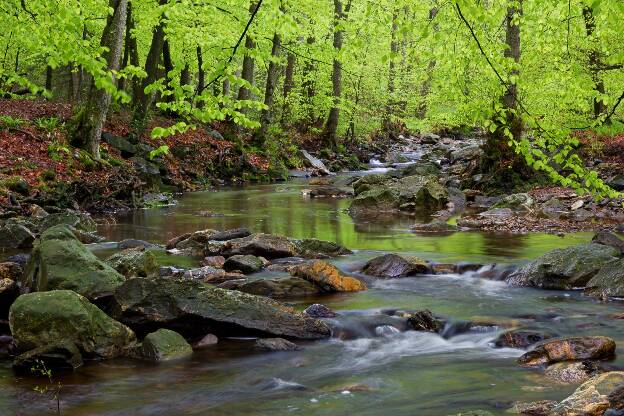 Green reflection in the Creek